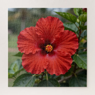 Quebra-cabeça Hibisco Tropical Vermelho Vibrante em Flor