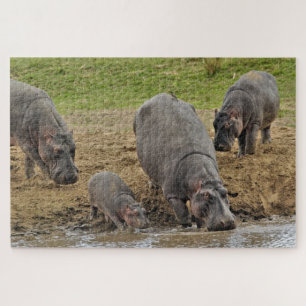 Quebra-cabeça Hipopótamo, Hippopotamus amphibius, Serengeti