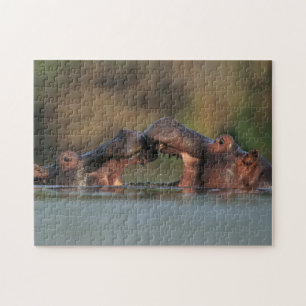 Quebra-cabeça Hipopótamos (Hippopotamus Amphibius) Lutando