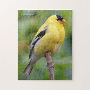 Quebra-cabeça Homem Americano Goldfinch no Bamboo