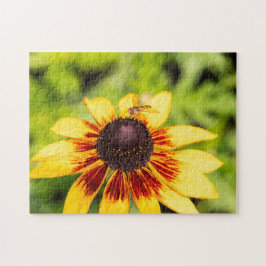 Quebra-cabeça Hoverfly Em Rudbeckia