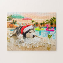 Husky sobre rochas no Natal