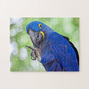 Quebra-cabeça Hyacinth Macaw Bird
