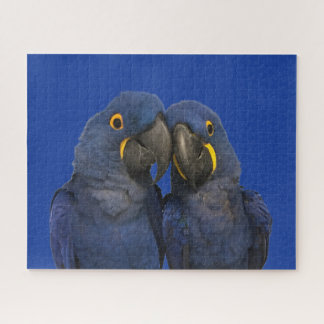 Quebra-cabeça Hyacinth Macaw Parrot Bird Rare Blue