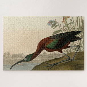 Quebra-cabeça Ibis brilhante - das Aves da América de Audubon