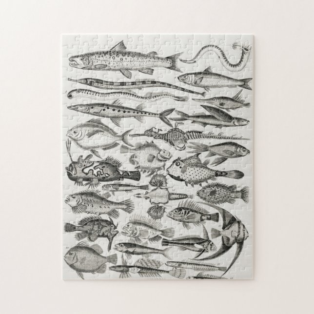 Quebra-cabeça Ichtiologictiologia, peixes, oceanos, ictiólogo (Vertical)