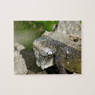 Quebra-cabeça Iguana, Curaçau, ilhas das Caraíbas, foto
