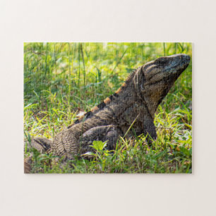Quebra-cabeça Iguana Intrigada