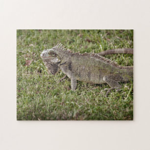 Quebra-cabeça Iguana - Pet Lizard - Réptil Exótico