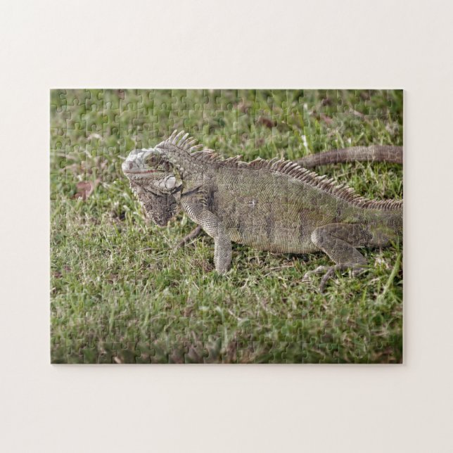 Quebra-cabeça Iguana - Pet Lizard - Réptil Exótico (Horizontal)