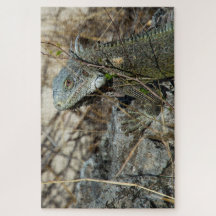 Iguana Poing on Rock for Camera