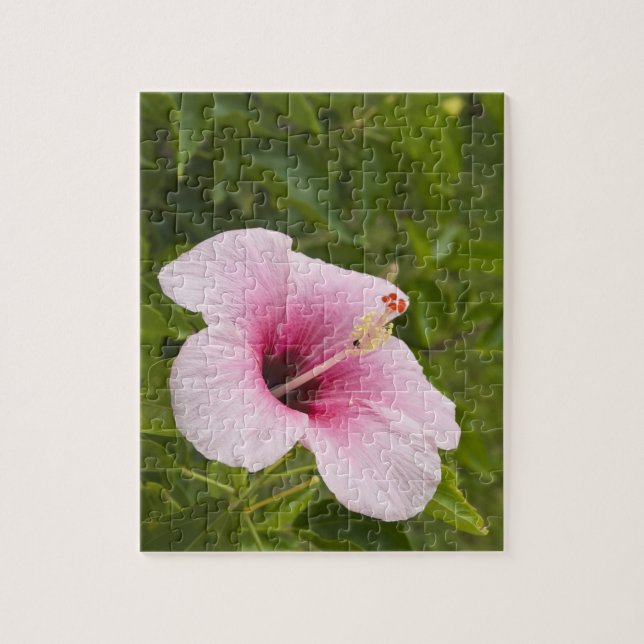 Quebra-cabeça Ilhas Cook, Atiu. Flor de hibisco. (Vertical)