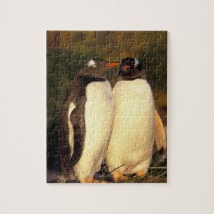 Quebra-cabeça Ilhas Falkland. Pinguins Gentoo. (Pyroscelis