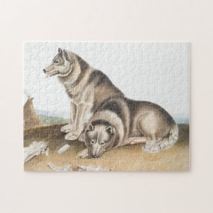 Quebra-cabeça Ilustração de Cão Esquimaux (Canis familiaris)