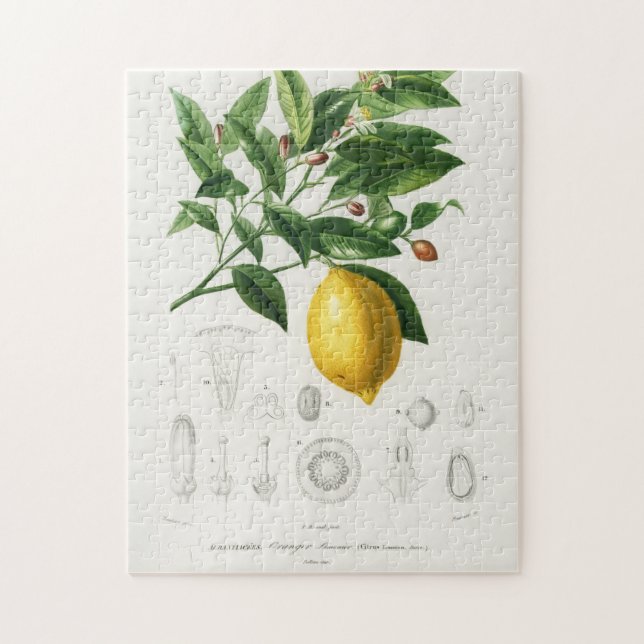 Quebra-cabeça Ilustração de Limão de Fruta de Citros e Limônio B (Vertical)