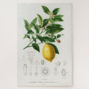 Quebra-cabeça Ilustração de Limão de Limão de Frutas de Citr