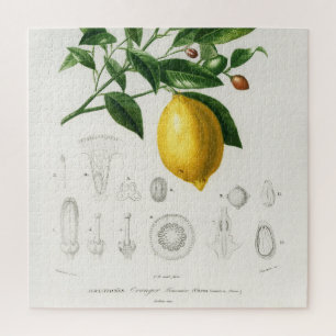 Quebra-cabeça Ilustração de Limão de Limão de Frutas de Citr