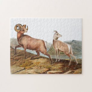 Quebra-cabeça Ilustração de Ovis montana (Rocky Mountain Sheep)