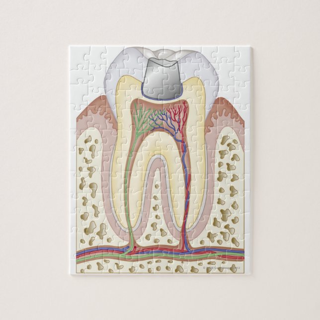 Quebra-cabeça Ilustração do preenchimento dentário (Vertical)