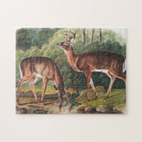 Ilustração Virginiana Deer (Cervus Virginianus)