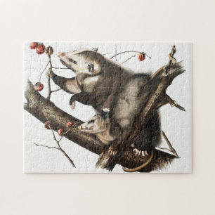Quebra-cabeça Ilustração Virginiana Ogambm Didelphis Virginia