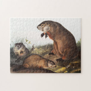 Quebra-cabeça Ilustração Woodchuck (Arctomys monax)
