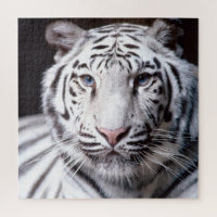 Imagem do rosto branco do Tigre