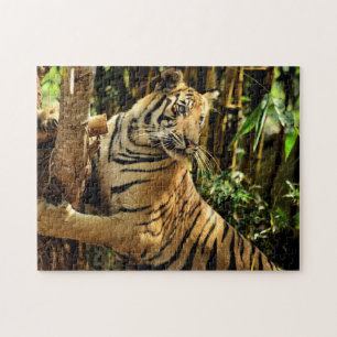 Quebra-cabeça impossível - Tigre Selva