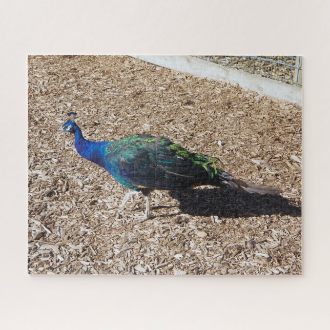 Quebra-cabeça Indian Blue Peafowl jigsaw puzzle (Horizontal)
