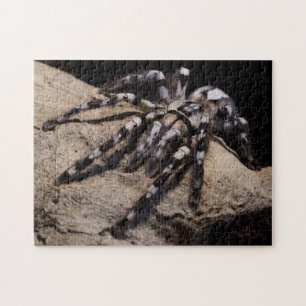 Quebra-cabeça Indian ornamental tarantula