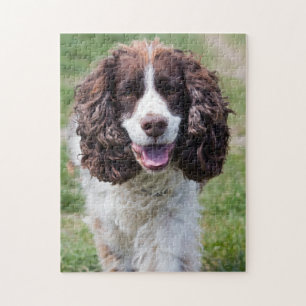 Quebra-cabeça Inglês Springer Spaniel