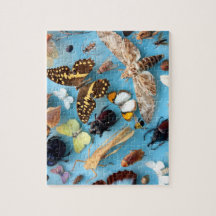 Insetos, borboletas e traças