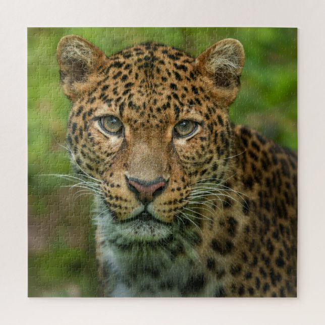 Quebra-cabeça Intensidade de Jaguar (Vertical)