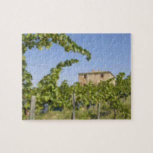 Quebra-cabeça Itália, Toscana, Montepulciano. Uvas prontas