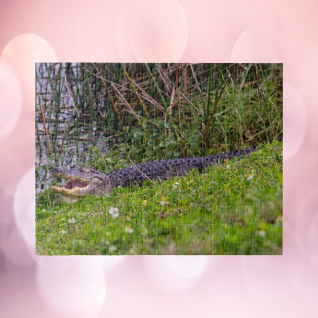 Quebra-cabeça Jacaré na fotografia dos Wetlands da Flórida (A puzzle of an alligator enjoying the grass at some wetlands in Florida)