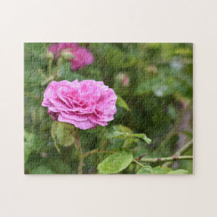 Quebra-cabeça Jardim de Fotografia da Flor de Verão Rosa