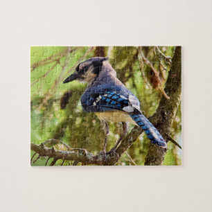 Quebra-cabeça Jay Azul de Quintal Vibrante - 8x10 - 110 pc.