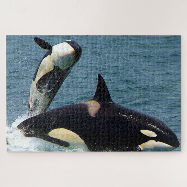 Quebra-cabeça Jigsaws Orcas ou Baleias Assassinas (Horizontal)