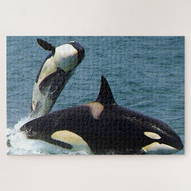Quebra-cabeça Jigsaws Orcas ou Baleias Assassinas (Horizontal)