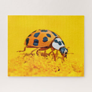 Quebra-cabeça Joaninha-amarela, Puzzle