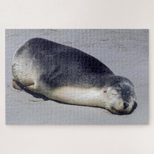 Quebra-cabeça Jovem foca dormindo na praia - Austrália