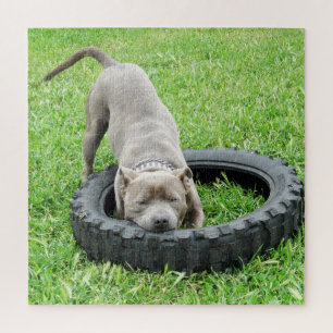Quebra-cabeça Jovem Homem Staffy Brincando Com Seu Pneu,