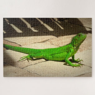 Quebra-cabeça Jovem Verde Iguana no Caminho do Rock