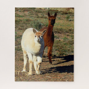 Quebra-cabeça Jovens Alpacas, Brancos E Castanhos,