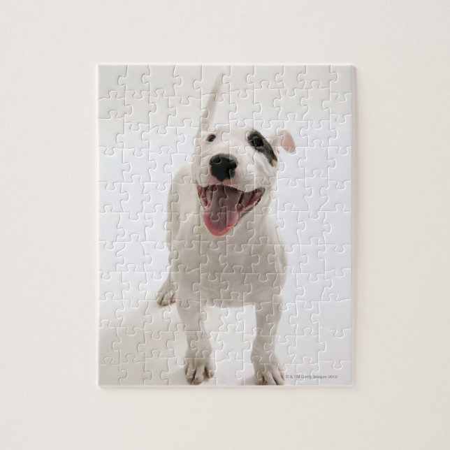 Quebra-cabeça Joyful Bull terrier (Vertical)