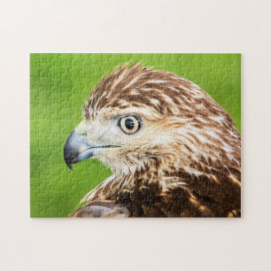 Quebra-cabeça Juvenil Red Tailed Hawk