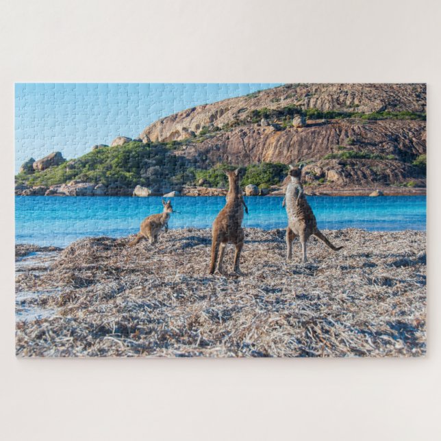Quebra-cabeça Kangaroo standoff on the beach, 1014 pieces (Horizontal)