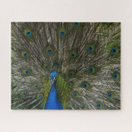 Quebra-cabeça Kauai Peacock