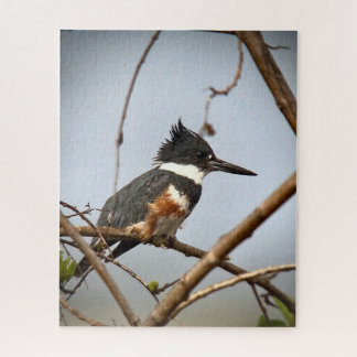 Quebra-cabeça Kingfisher Belado