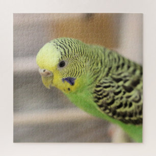 Quebra-cabeça Kiwi